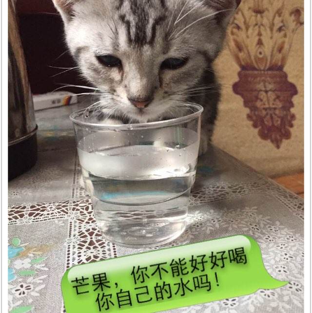 怎么办假的四六级